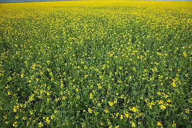 《符文工房：龙之天地》角色介绍影片：机关师“追岚”